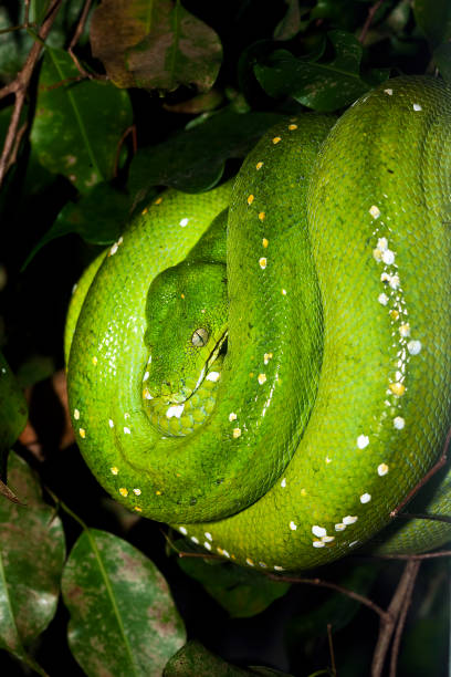 istock GREEN TREE PHYTON morelia viridis, ADULT 1230477995