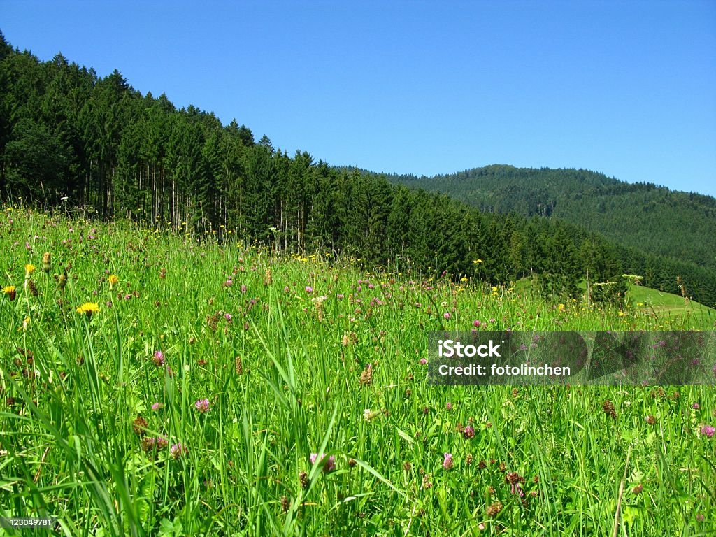 Black Forest in Deutschland - Lizenzfrei Blume Stock-Foto