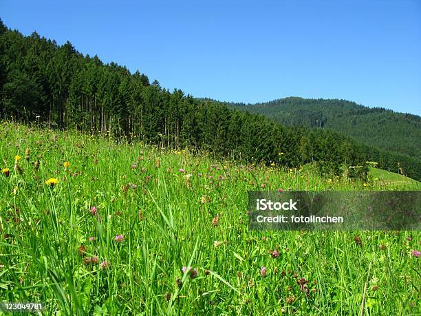 Black Forest In Deutschland Stockfoto und mehr Bilder von Blume - Blume, Blüte, Deutschland
