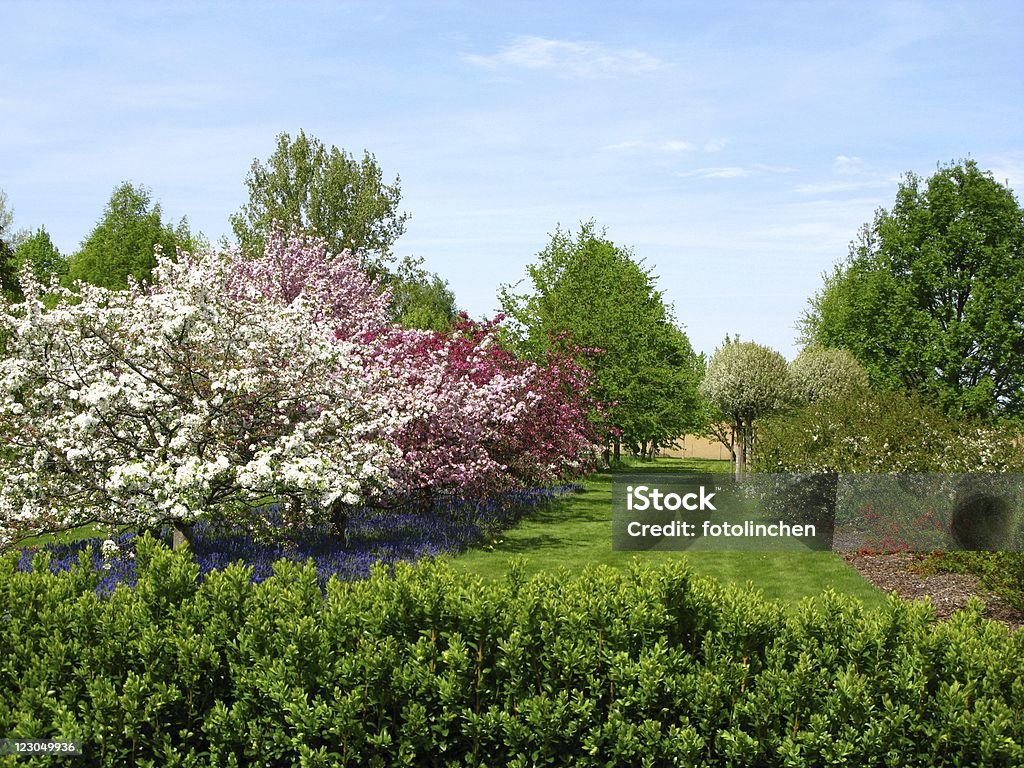 Frühling Eindruck - Lizenzfrei Apfelbaum Stock-Foto