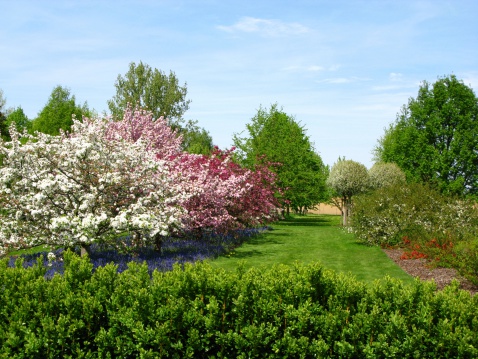 Vibrant pink flowers of an Rhododendron \