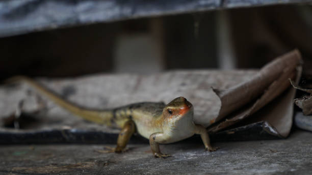 istock lizard on a wooden fence 1230505461