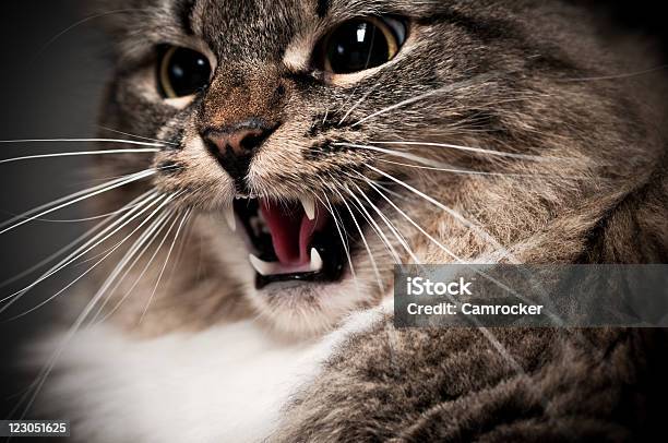 Photo libre de droit de Sifflement Chat Maine Coon Gros Plan banque d'images et plus d'images libres de droit de Agression - Agression, Animaux de compagnie, Animaux domestiques