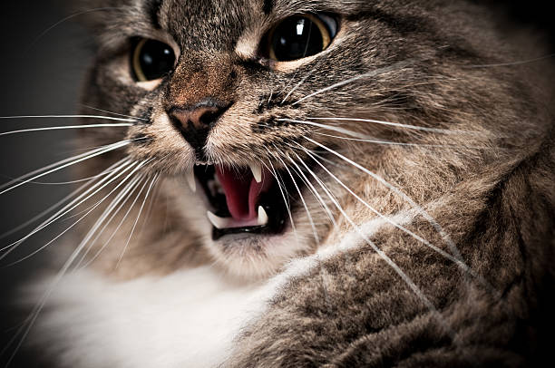 istock Hissing Maine Coon Cat Close Up 123051625