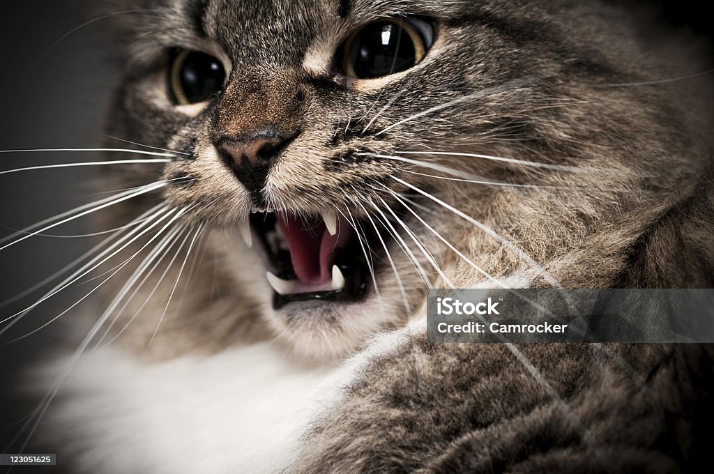 Sibilação Gato Maine Coon Close-Up - Foto de stock de Agressão royalty-free