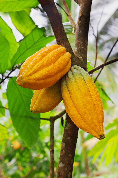 Cocoa pods which produces major chocolate ingredient
