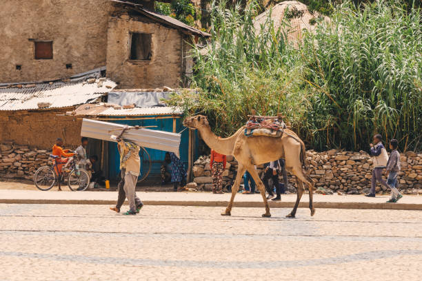 Man with camel transporting freight, Aksum, Ethiopia AXUM, ETHIOPIA, APRIL 27th.2019: Man with camel in center of Aksum transporting freight on April 27, 2019 in Aksum, Ethiopia Africa ethiopia city stock pictures, royalty-free photos & images