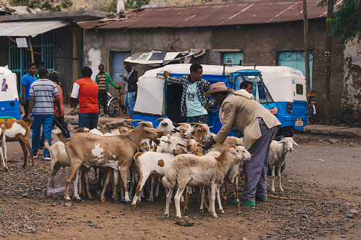 AXUM, ETHIOPIA, APRIL 27th 2019: Ethiopian people selling and buying domestic farm animals on weekly animal market place near main street of Aksum on April 27, 2019 in Aksum, Ethiopia Africa