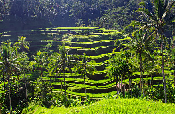 istock Beauty rice terrace 123052634