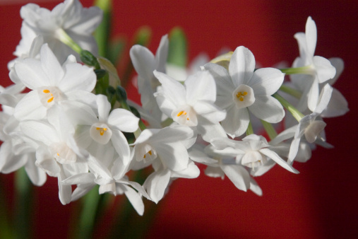 Paperwhites - Narcissus on Red horizontal