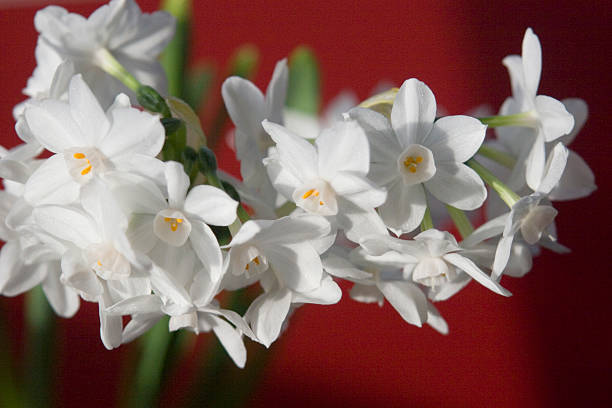 Paperwhites - Narcissus on Red horizontal  paperwhite narcissus stock pictures, royalty-free photos & images