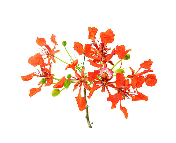 istock poinciana flower on white background 123055499