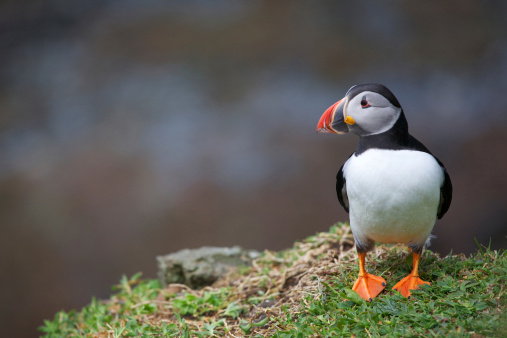 Puffin standing on grass, looking to it's right. Lot of copy space