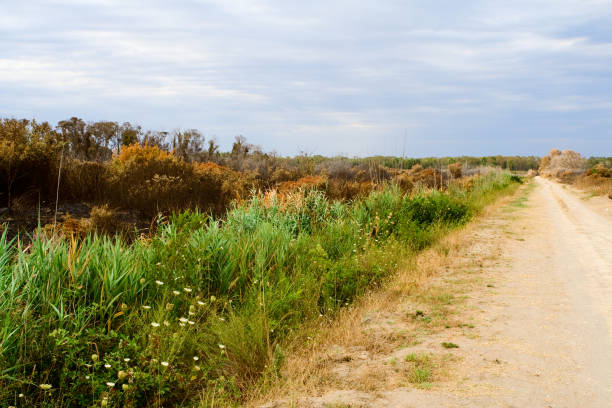 paysage de Camargue en hiver