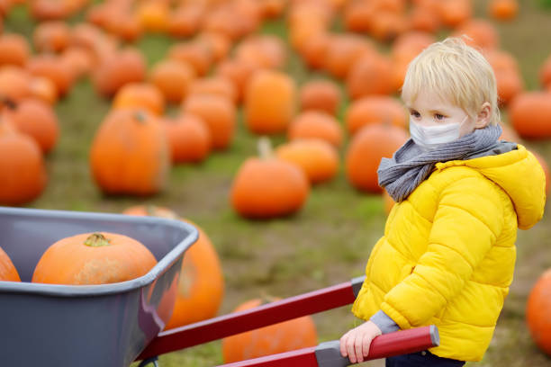 Little boy wearing face mask and keeping social distancing on tour of a pumpkin farm at autumn. Kid carriers wheelbarrow with pumpkins. Little boy wearing face mask and keeping social distancing on tour of pumpkin farm at autumn. Kid carriers wheelbarrow with pumpkins.Pumpkin used on traditional holiday Halloween and Thanksgiving Day. thanksgiving holiday covid stock pictures, royalty-free photos & images