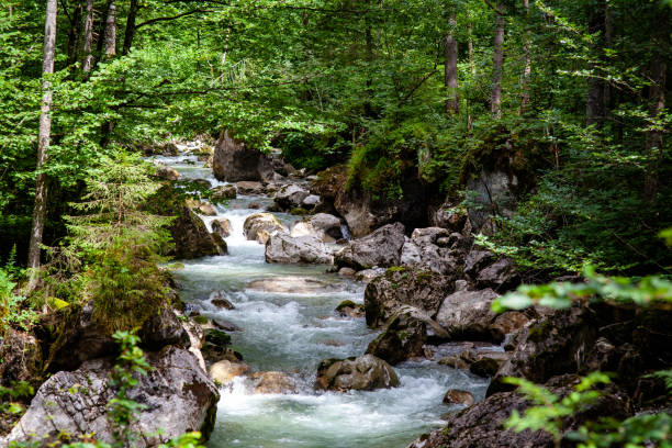 istock Gebrigsbach in the forest 1230597127