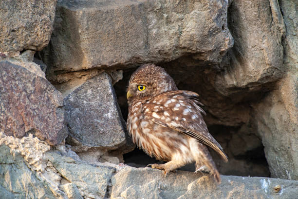 istock Little Owl (Athene noctua) bird in wildlife area. 1230618402
