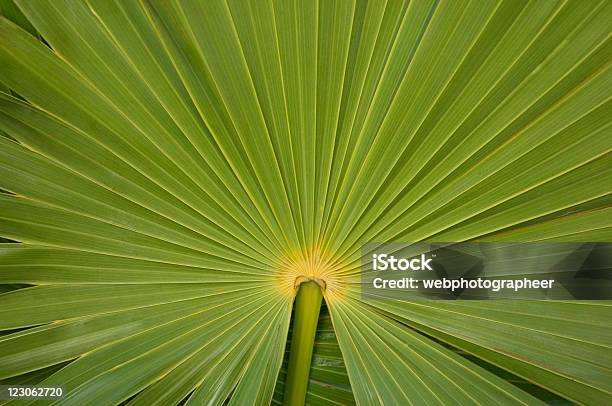 Tropische Hintergrund Stockfoto und mehr Bilder von Abstrakt - Abstrakt, Baum, Bildeffekt