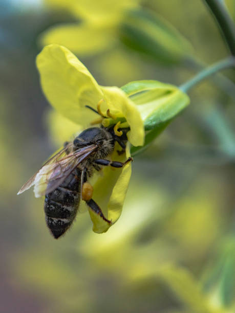 istock Bee pollinating flower of cabbage, Anthophila close up 1230634782