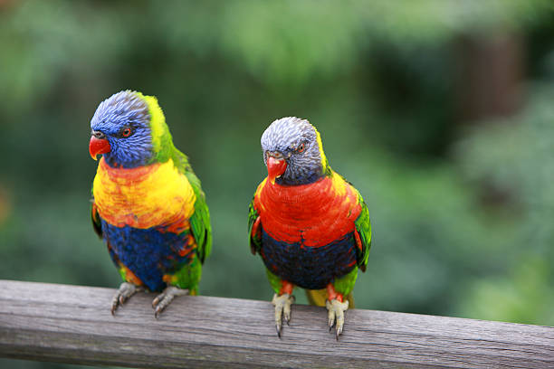 Multi colored parrots  echo parakeet stock pictures, royalty-free photos & images