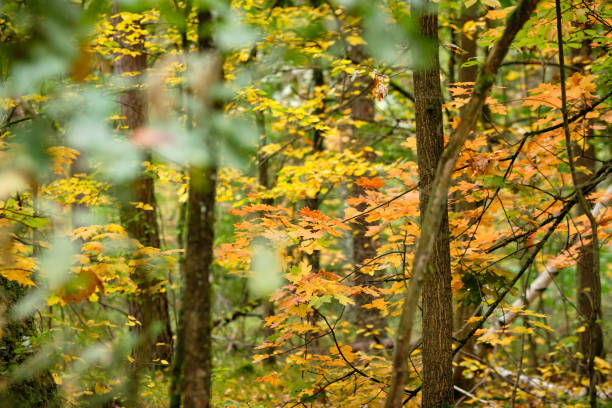 istock Beautiful bright autumn closeup in idyllic maple forest 1230638821