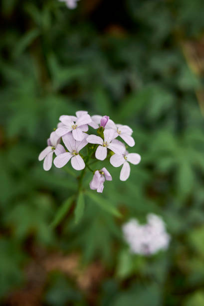 Bulbiferous cardamine Bulbiferous cardamine in bloom cardamine bulbifera photos stock pictures, royalty-free photos & images