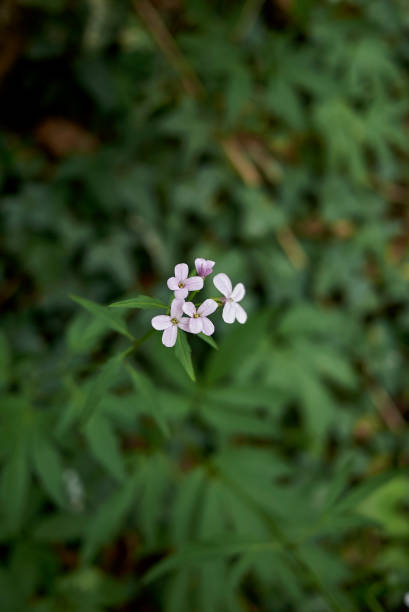 Bulbiferous cardamine Bulbiferous cardamine in bloom cardamine bulbifera photos stock pictures, royalty-free photos & images