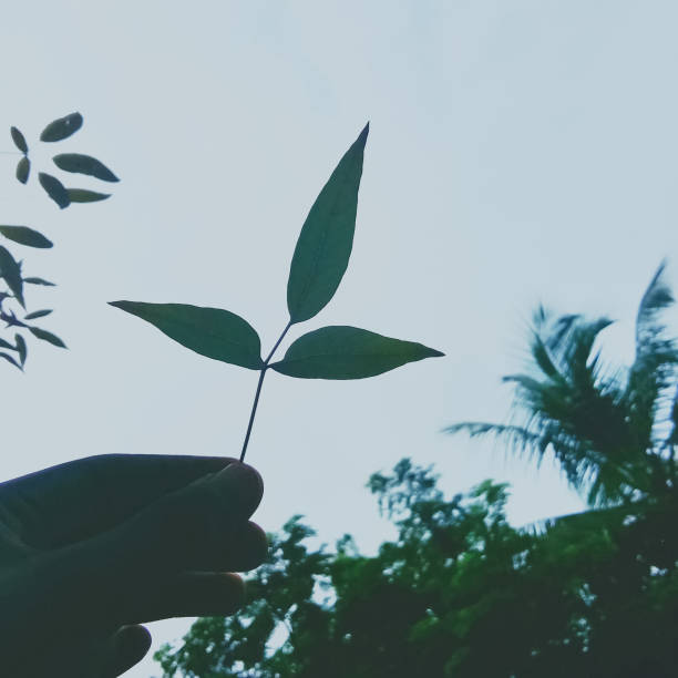 silhouette image of a persons hand holding a leaf with blue sky on the background.