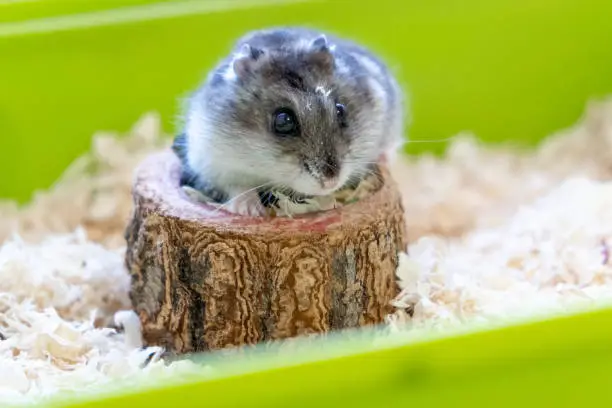Djungarian hamster in sawdust in green cage. Domestic pets and rodents