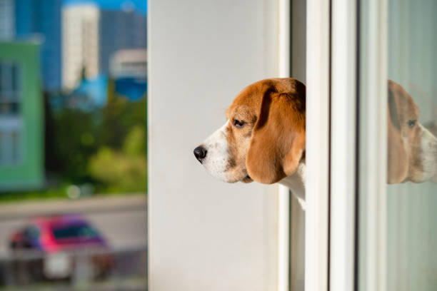 istock Beagle dog looking out the window 1230705658
