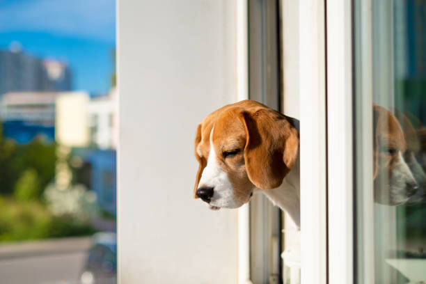 istock Portrait of beagle dog 1230705692