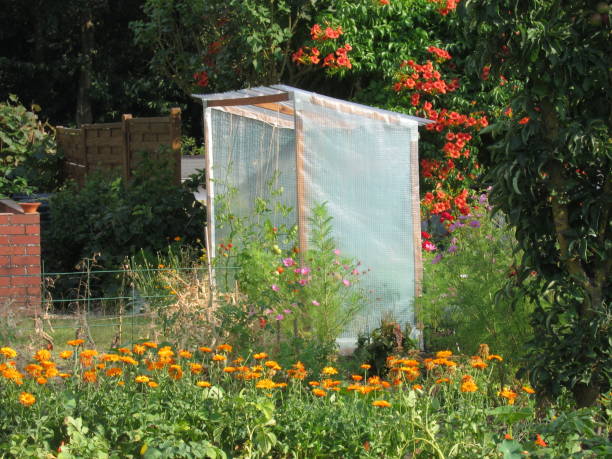 Tomato shelter in a garden
