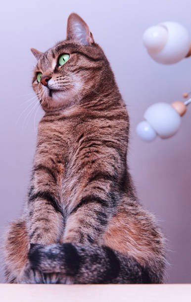 istock Mackerel tabby cat with green eyes and red nose. 1230746217