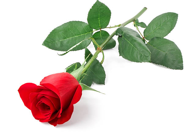 istock Branch of red rose 123075113