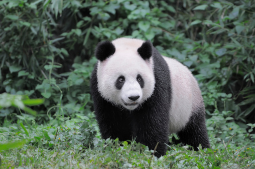 Giant panda eating bamboo at Taipei in Taipei Taiwan