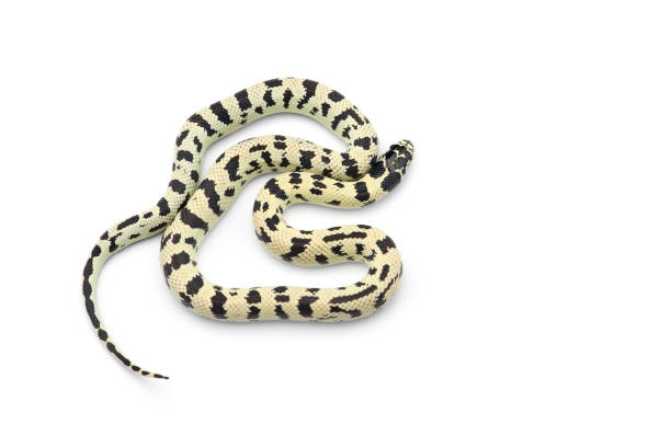 istock White-black King snake isolated on white background 1230754920