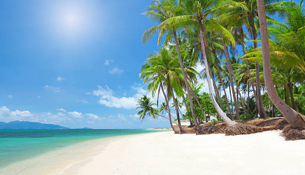 plaża z palmy kokosowe i morze - thailand surat thani province ko samui coconut palm tree zdjęcia i obrazy z banku zdjęć