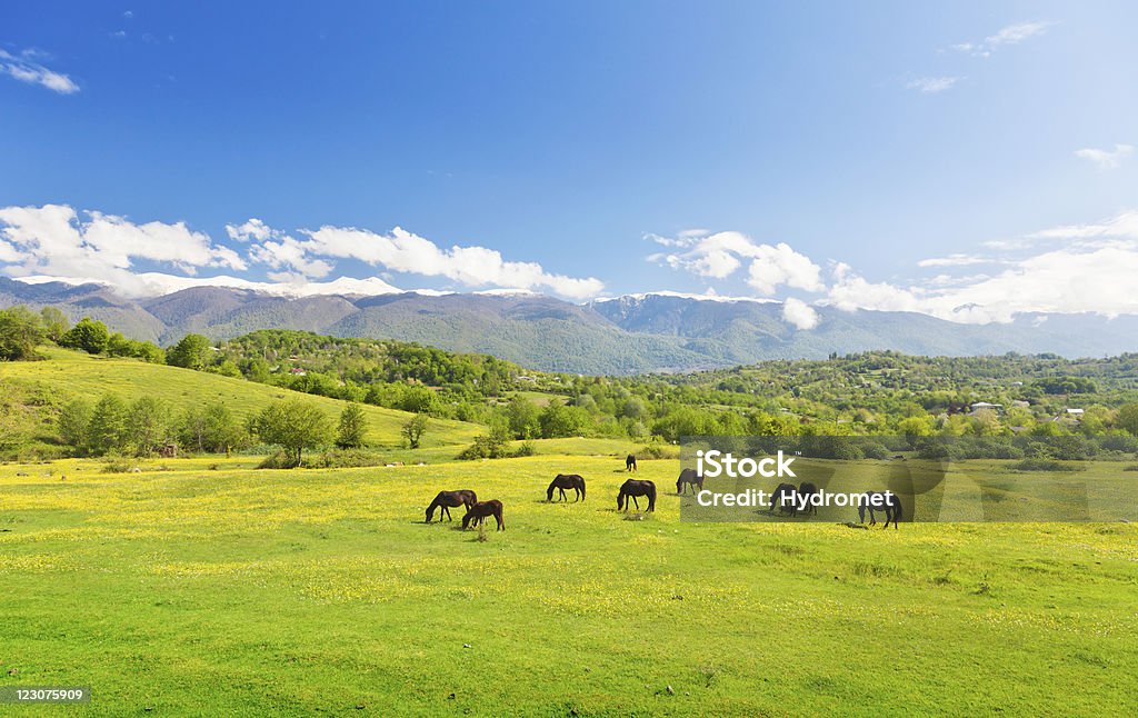 horses on green meadow Agriculture Stock Photo