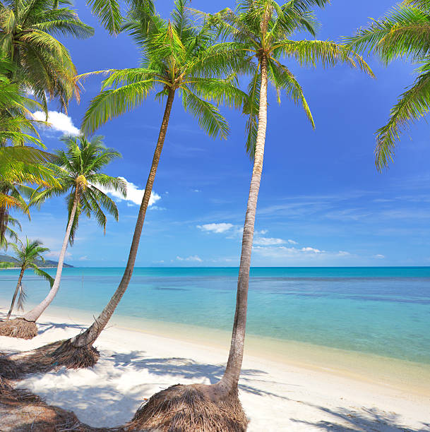 istock beach with coconut palm and sea 123075911