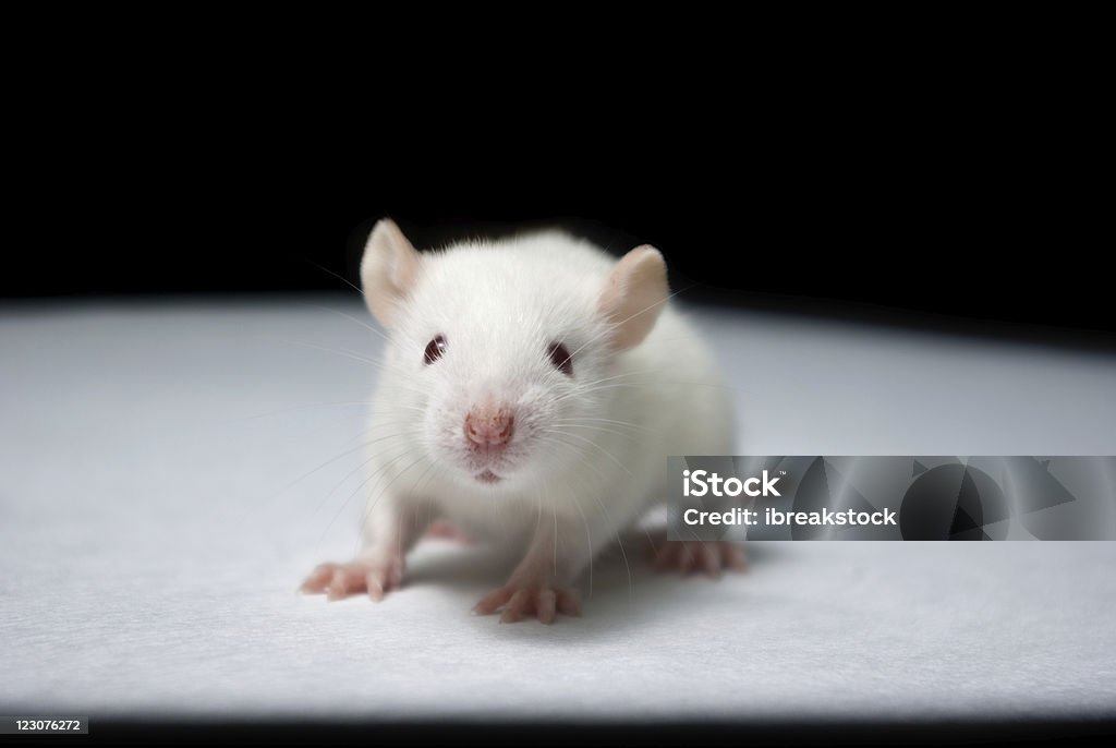 baby albino rat auf weißem Papier in lab - Lizenzfrei Albino Stock-Foto