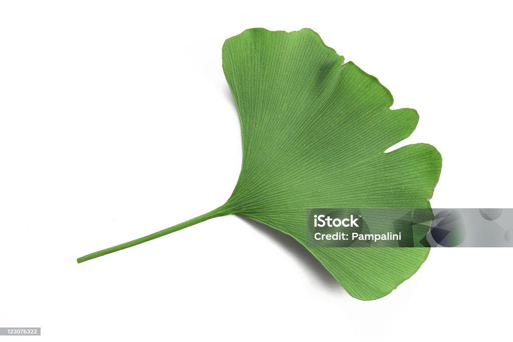 Ginkgo - Photo de Arbre libre de droits