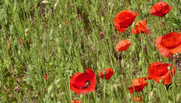 istock Poppy flowers in a field 1230767673