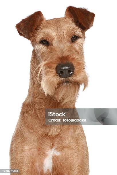 Irish Terrier Pies Portret - zdjęcia stockowe i więcej obrazów Terier - Terier, Brązowy, Fajny