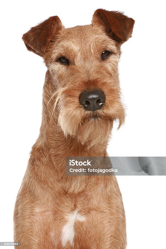 terrier irlandês. Cão de retrato - Foto de stock de Terrier royalty-free