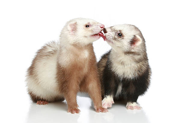 istock Ferret in love on a white background 123076915