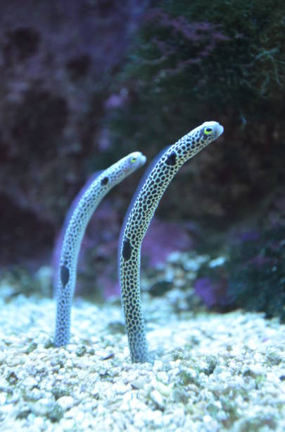 istock Tropical fish in aquarium, Frankfurt am Main (Germany) 1230769203
