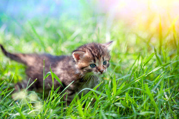 istock Little kitten walks in the grass on a green lawn 1230785984