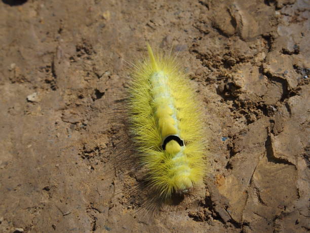 istock Yellow caterpillar around Kalaw 1230789715