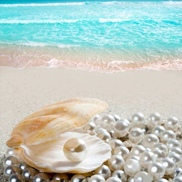 karibische perle am shell weißen sandstrand der tropischen - pearl oyster shell white stock-fotos und bilder