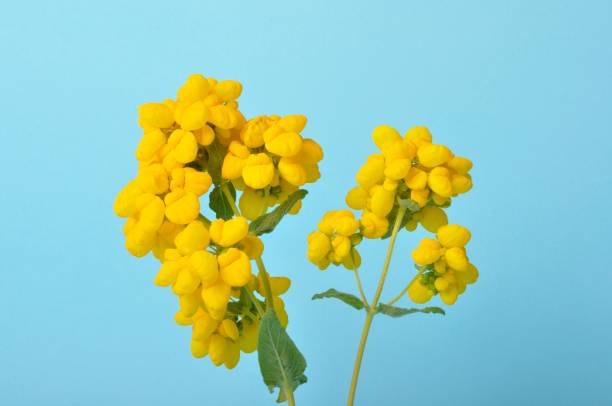 calceolaria integrifolia auf blauem hintergrund - pantoffelblumengewächse stock-fotos und bilder